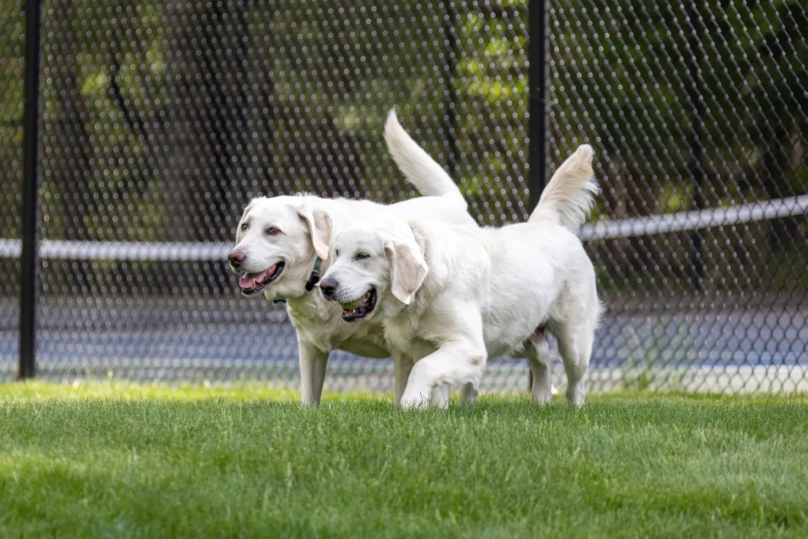 Dog parks in Quebec