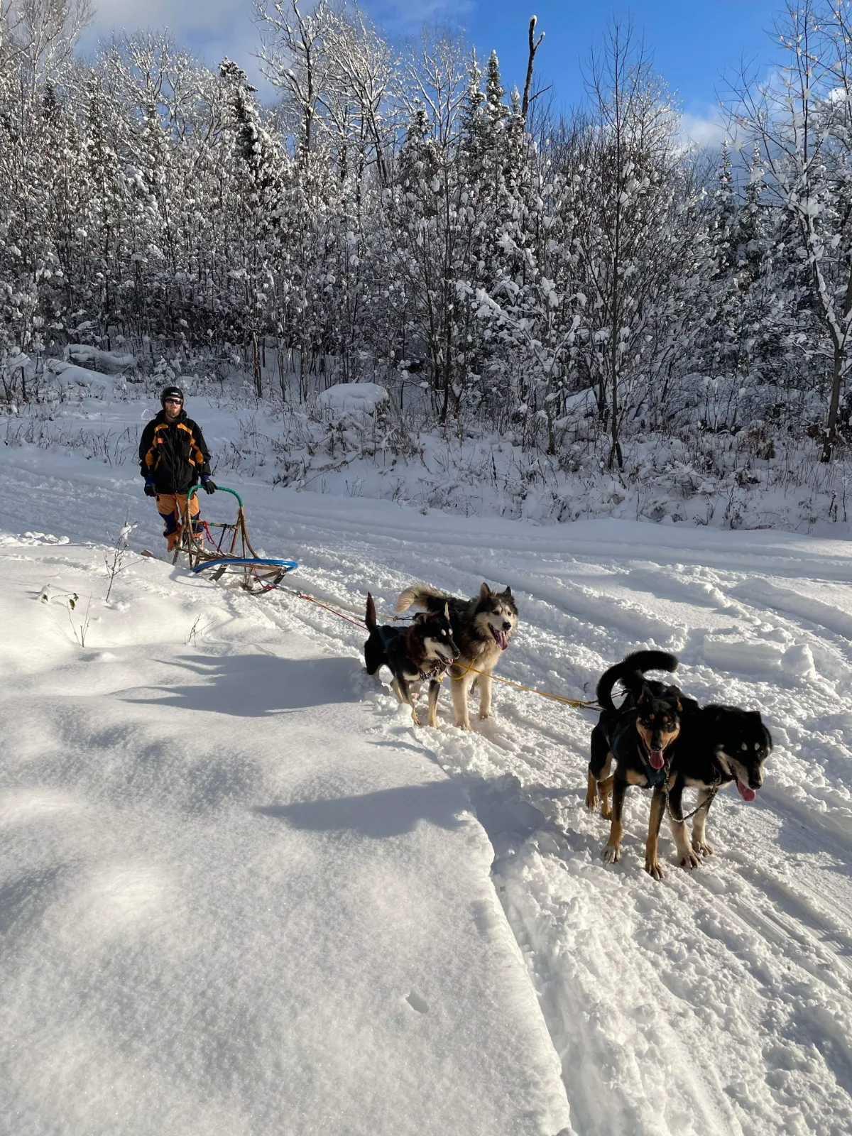Meute Tanwen Traîneaux à chiens — photo 10