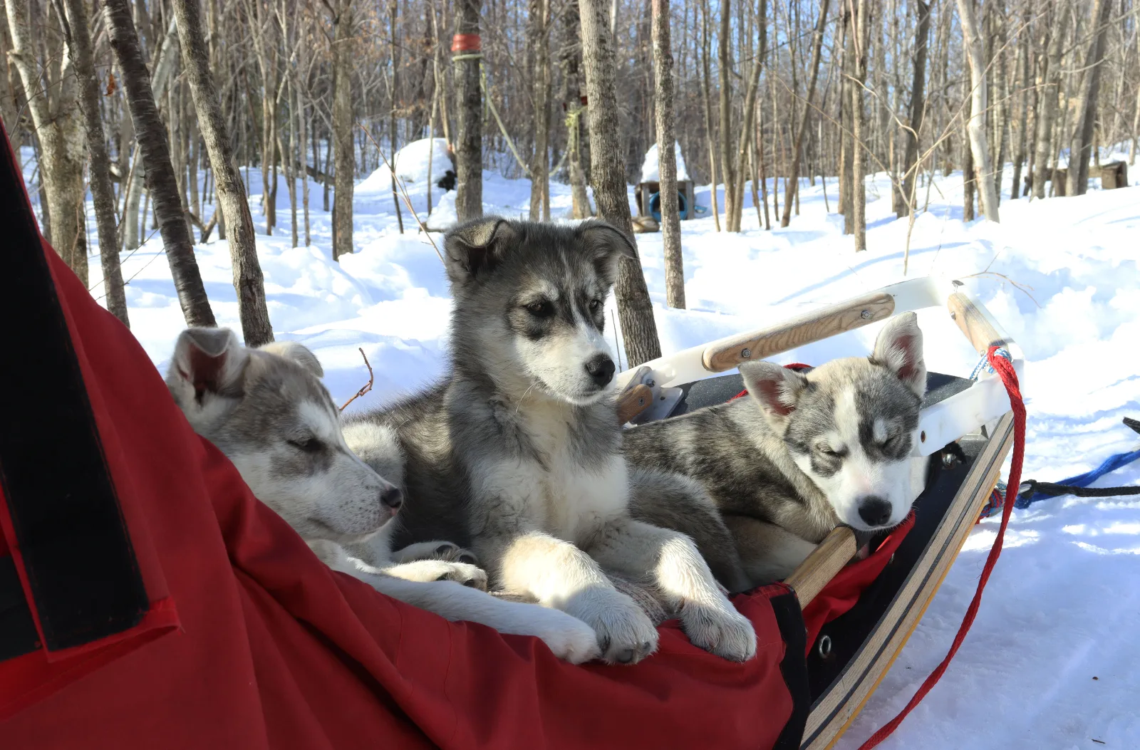 Meute Tanwen Traîneaux à chiens — photo 11