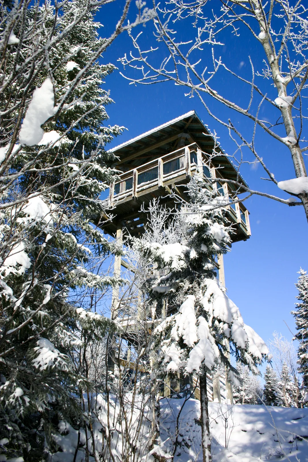 Réseau Bell - Nature — photo 4