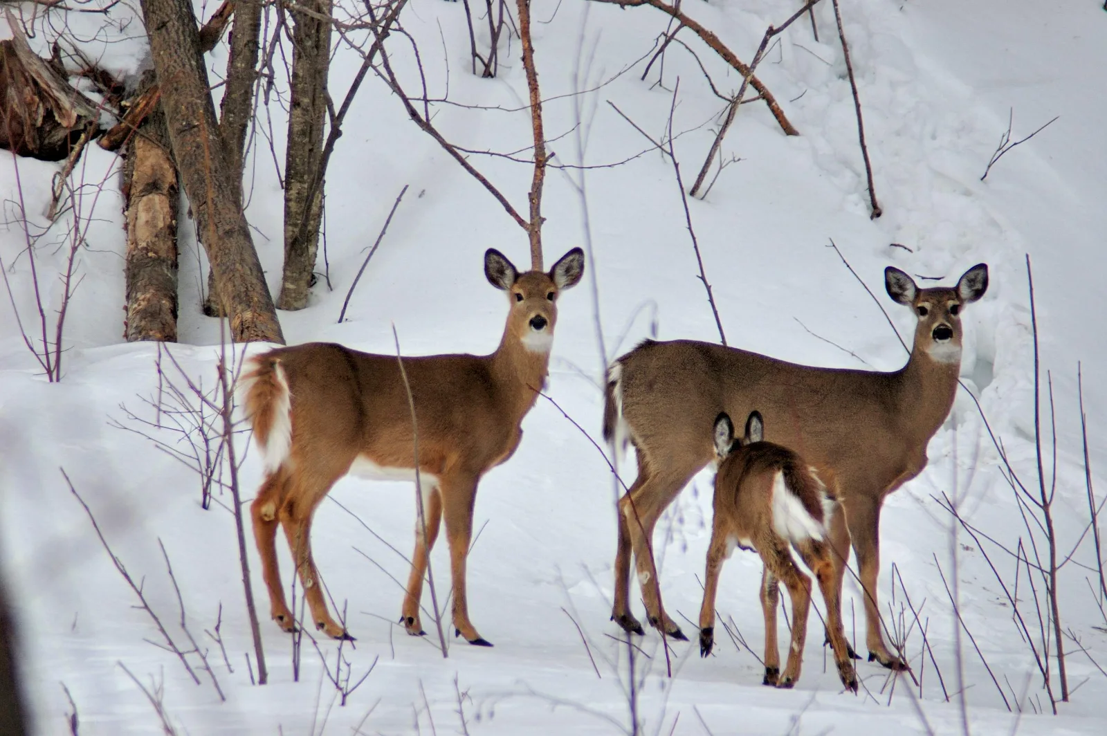 Parc de la rivière Batiscan — photo 5