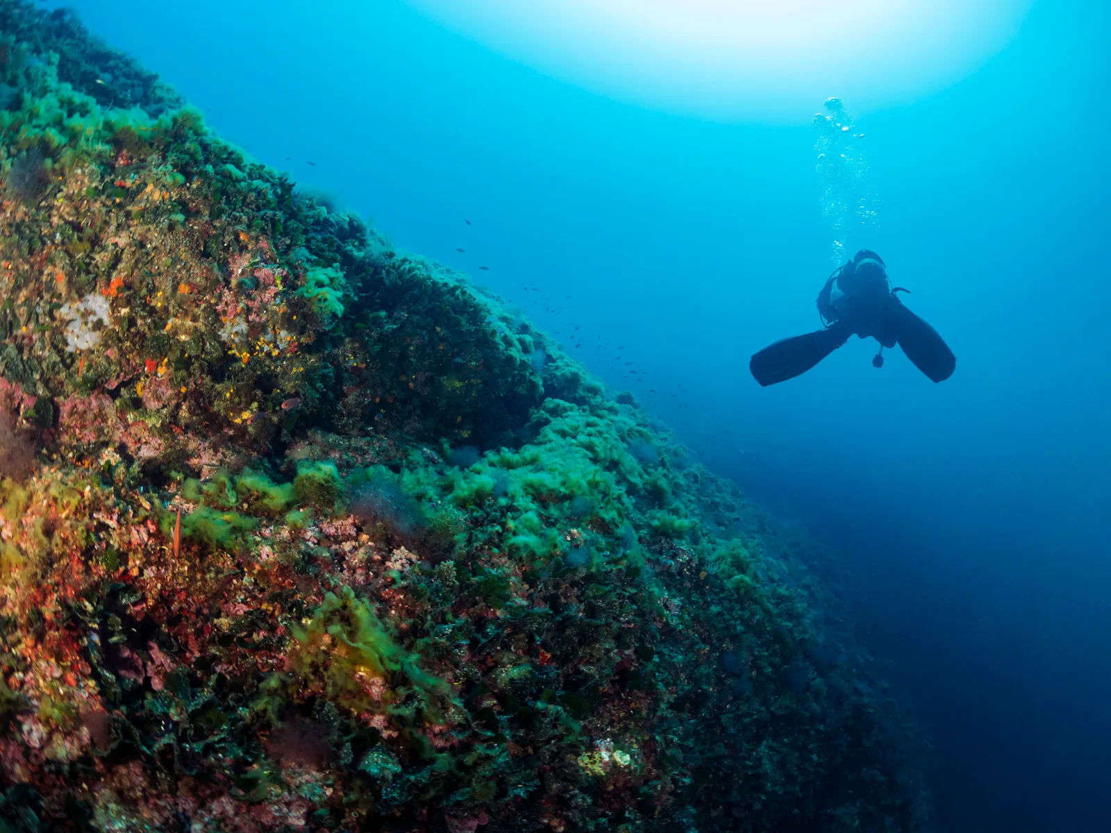 Plongée sous-marine au Québec