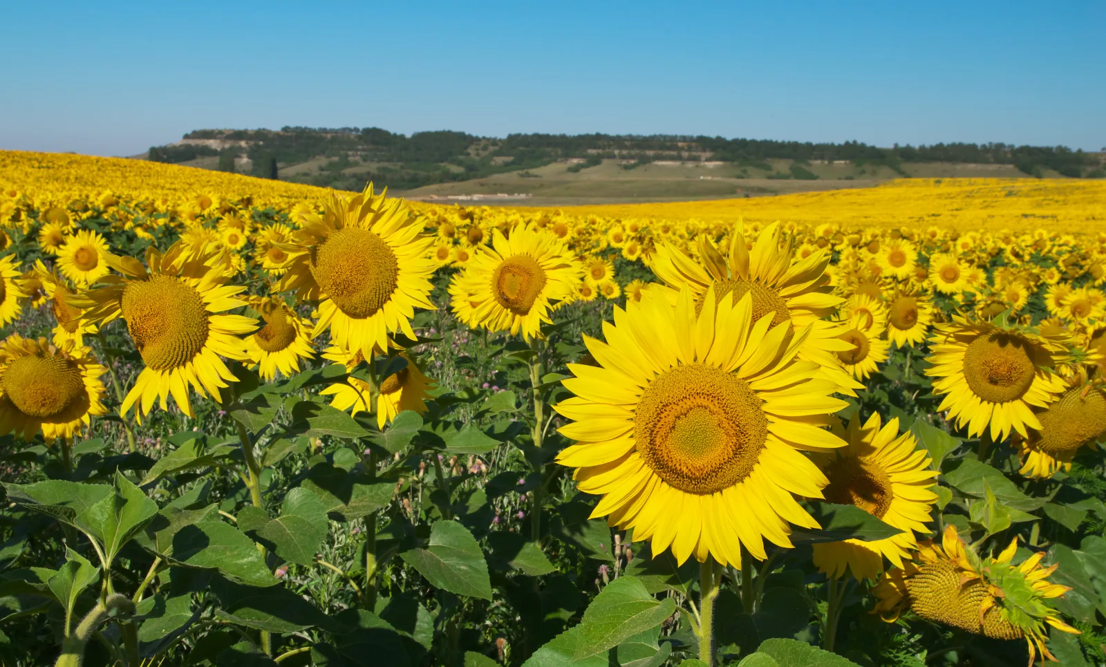 Champs de tournesols au Québec