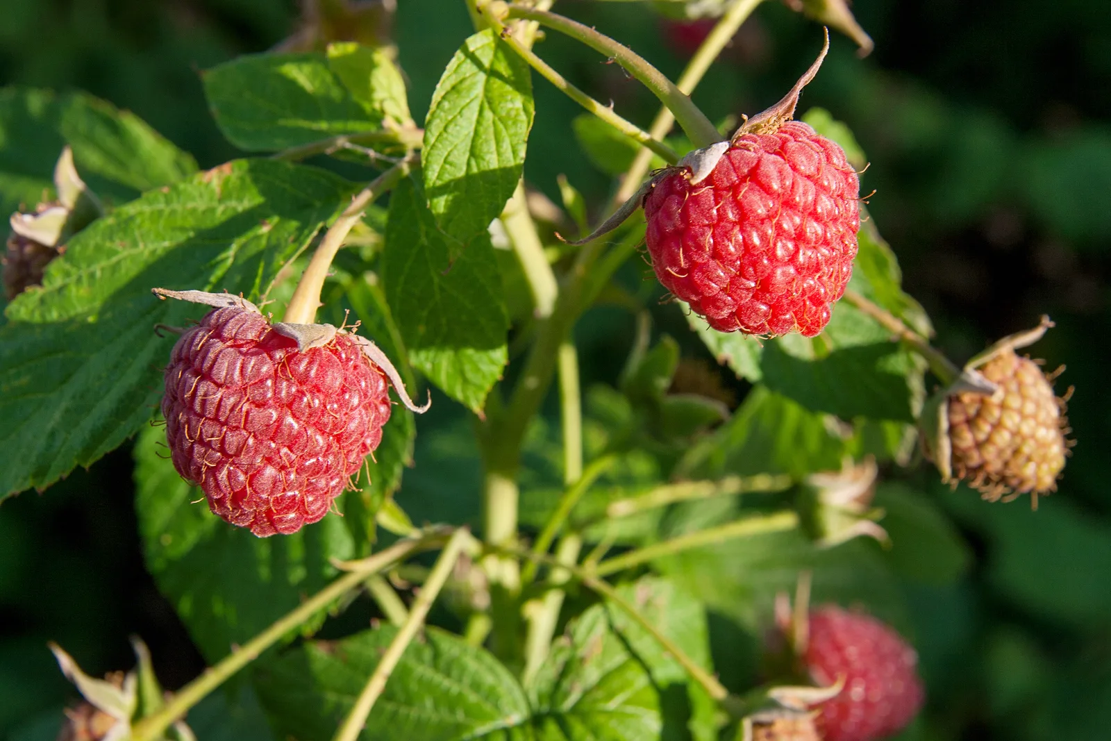 Framboisières et autocueillette de framboises au Québec