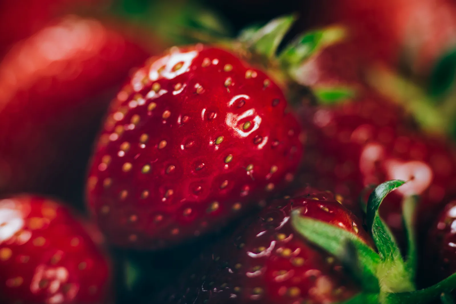 Strawberry u-pick in Quebec