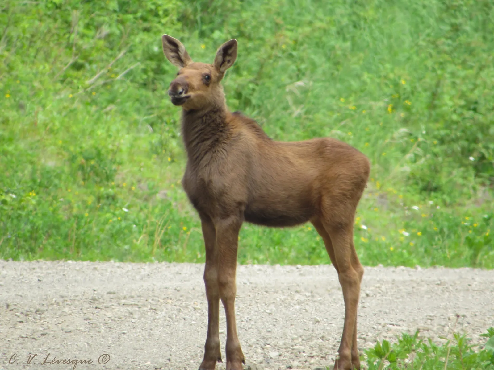 Camping Zec Casault — photo 1