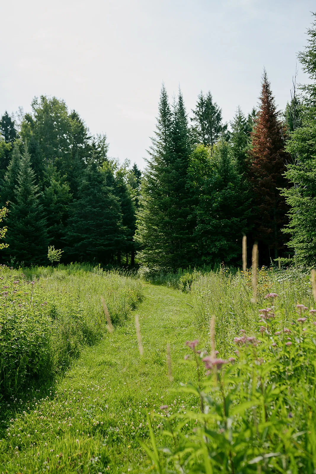 Camping des Pays-D'en-Haut — photo 5