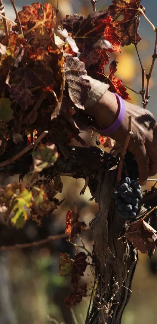Château Taillefer Lafon