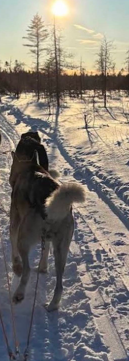 Passion Husky
