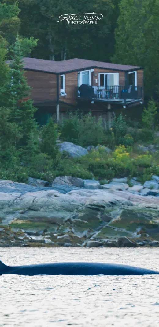 Le P'tit Bijou au Bord du Fleuve